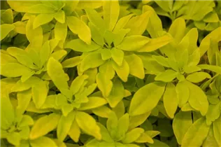 Choisya ternata 'Sundance'® - Orangenblume 'Sundance'®