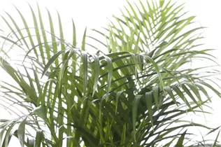 Chrysalidocarpus lutescens - Goldfruchtpalme Chrysalidocarpus lutescens - Goldfruchtpalme