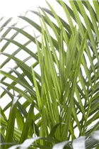 Chrysalidocarpus lutescens - Goldfruchtpalme Chrysalidocarpus lutescens - Goldfruchtpalme