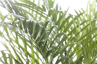 Chrysalidocarpus lutescens - Goldfruchtpalme Chrysalidocarpus lutescens - Goldfruchtpalme