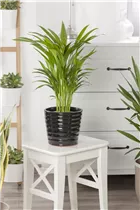 Chrysalidocarpus lutescens - Goldfruchtpalme Chrysalidocarpus lutescens - Goldfruchtpalme