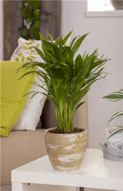 Goldfruchtpalme, Chrysalidocarpus lutescens