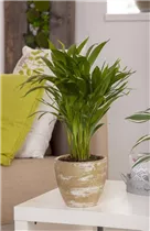 Chrysalidocarpus lutescens - Goldfruchtpalme Chrysalidocarpus lutescens - Goldfruchtpalme