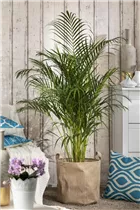 Chrysalidocarpus lutescens - Goldfruchtpalme Chrysalidocarpus lutescens - Goldfruchtpalme