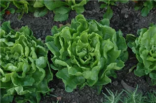 Cichorium endivia 'Grüner Escariol' - Winterendivie 'Grüner Escariol' Cichorium endivia 'Grüner Escariol' - Winterendivie 'Grüner Escariol'