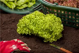 Cichorium endivia var. endivia - Frisee-Endivien