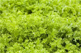 Cichorium endivia var. endivia - Frisee-Endivien