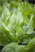 Cichorium intybus - Wilde Wegwarte