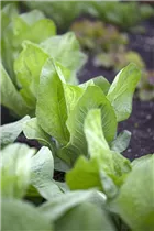 Cichorium intybus - Wilde Wegwarte