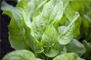 Cichorium intybus - Wilde Wegwarte