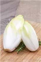 Cichorium intybus var. foliosum - Chicorée