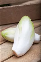 Cichorium intybus var. foliosum - Chicorée