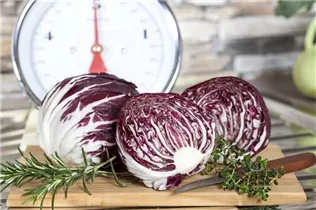 Cichorium intybus var. foliosum - Chicorée