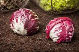 Cichorium intybus var. foliosum - Chicorée