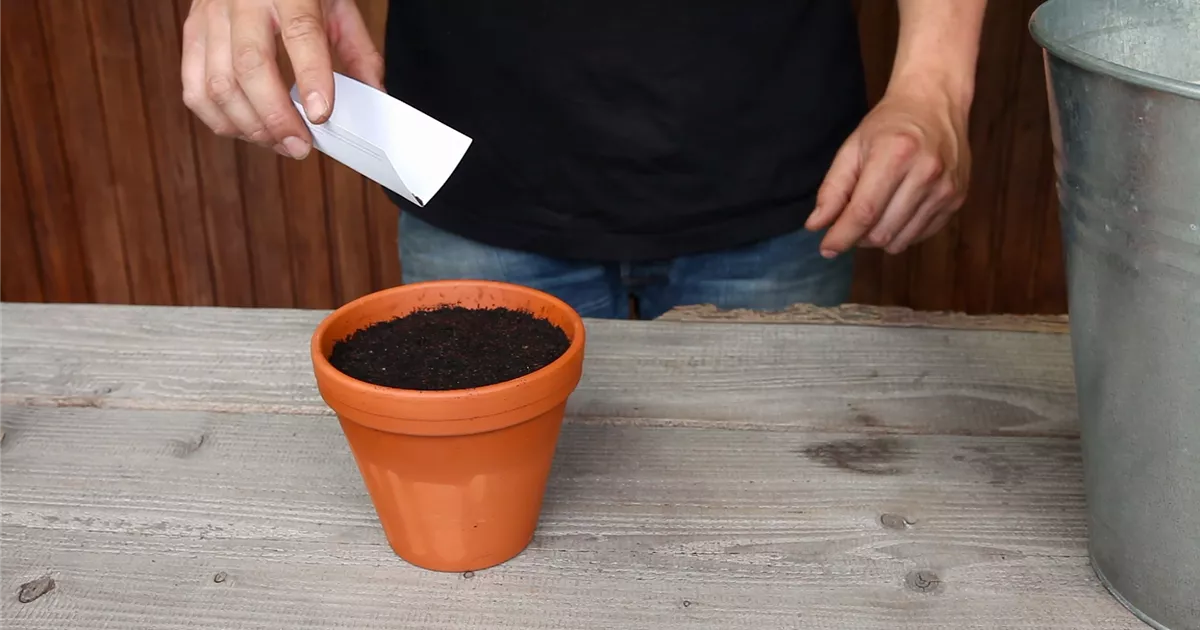  - Oregano - Aussäen von Samen