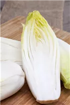 Cichorium intybus var. foliosum - Chicorée