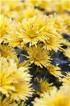 Chrysanthemum indicum 'Annecy Yellow'(s) - Schnitt-Chrysanthemen Chrysanthemum indicum 'Annecy Yellow'(s) - Schnitt-Chrysanthemen