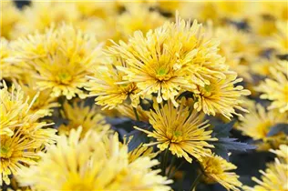 Chrysanthemum indicum 'Annecy Yellow'(s) - Schnitt-Chrysanthemen Chrysanthemum indicum 'Annecy Yellow'(s) - Schnitt-Chrysanthemen