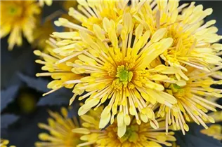 Chrysanthemum indicum 'Annecy Yellow'(s) - Schnitt-Chrysanthemen Chrysanthemum indicum 'Annecy Yellow'(s) - Schnitt-Chrysanthemen