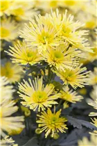Chrysanthemum indicum 'Annecy Yellow'(s) - Schnitt-Chrysanthemen Chrysanthemum indicum 'Annecy Yellow'(s) - Schnitt-Chrysanthemen