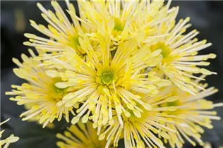 Chrysanthemum indicum 'Annecy Yellow'(s) - Schnitt-Chrysanthemen Chrysanthemum indicum 'Annecy Yellow'(s) - Schnitt-Chrysanthemen