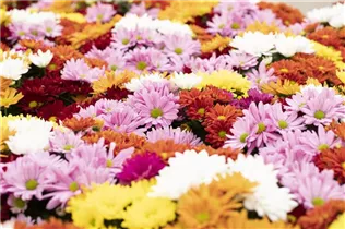 Chrysanthemum indicum 'Breeze' - Herbst-Chrysantheme 'Breeze'