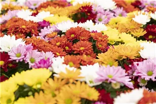 Chrysanthemum indicum 'Breeze' - Herbst-Chrysantheme 'Breeze'