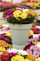 Chrysanthemum indicum 'Breeze' - Herbst-Chrysantheme 'Breeze'