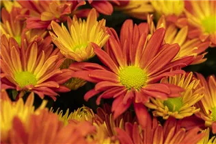 Chrysanthemum indicum 'Breeze' - Herbst-Chrysantheme 'Breeze'