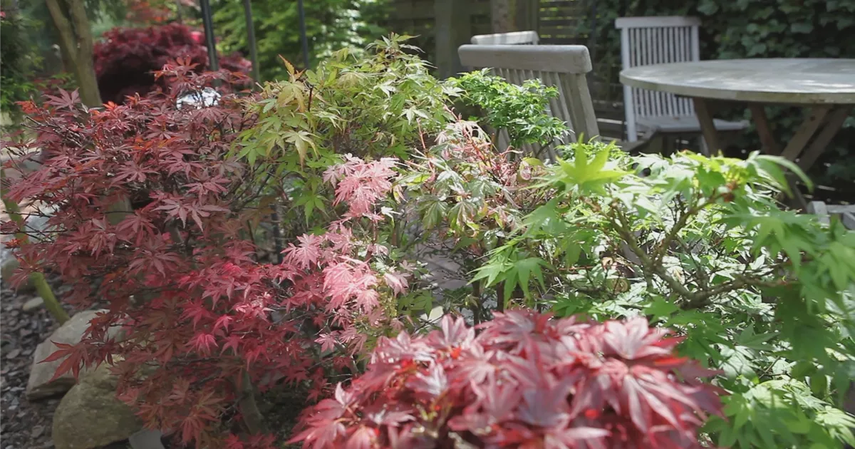  - Gartengestaltung - Japanischer Ahorn