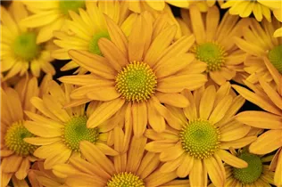 Chrysanthemum indicum 'Breeze' - Herbst-Chrysantheme 'Breeze'