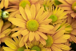 Chrysanthemum indicum 'Breeze' - Herbst-Chrysantheme 'Breeze'