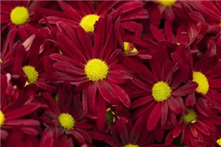 Chrysanthemum indicum 'Breeze' - Herbst-Chrysantheme 'Breeze'