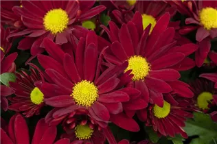 Chrysanthemum indicum 'Breeze' - Herbst-Chrysantheme 'Breeze'