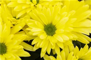 Chrysanthemum indicum 'Breeze' - Herbst-Chrysantheme 'Breeze'