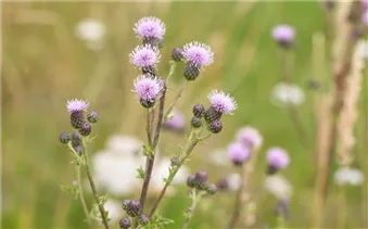 Cirsium arvense - Acker-Kratzdistel Cirsium arvense - Acker-Kratzdistel