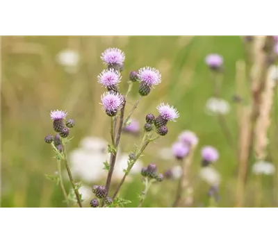 Cirsium arvense - Acker-Kratzdistel Cirsium arvense - Acker-Kratzdistel