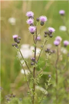 Cirsium arvense - Acker-Kratzdistel Cirsium arvense - Acker-Kratzdistel