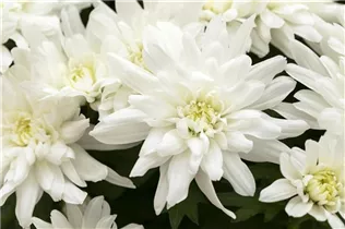 Chrysanthemum indicum 'Chrystal' - Chrysantheme 'Chrystal'