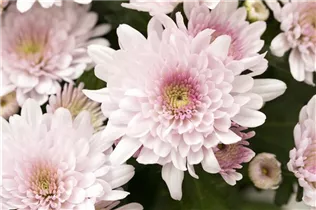 Chrysanthemum indicum 'Chrystal' - Chrysantheme 'Chrystal'