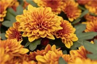 Chrysanthemum indicum 'Chrystal' - Chrysantheme 'Chrystal'