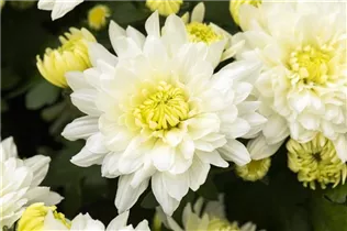 Chrysanthemum indicum 'Chrystal' - Chrysantheme 'Chrystal'