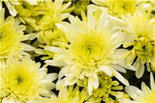 Chrysanthemum indicum 'Chrystal' - Chrysantheme 'Chrystal'