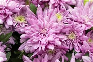 Chrysanthemum indicum 'Chrystal' - Chrysantheme 'Chrystal'