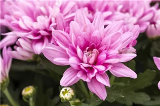 Chrysanthemum indicum 'Chrystal' - Chrysantheme 'Chrystal'