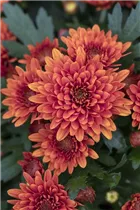 Chrysanthemum indicum 'Chrystal' - Chrysantheme 'Chrystal'