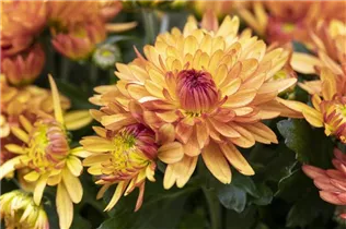Chrysanthemum indicum 'Chrystal' - Chrysantheme 'Chrystal'