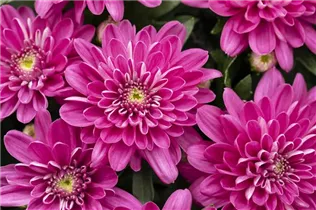 Chrysanthemum indicum 'Chrystal' - Chrysantheme 'Chrystal'