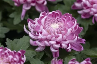 Chrysanthemum indicum 'Cosmo' - Chrysantheme Chrysanthemum indicum 'Cosmo' - Chrysantheme