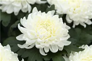 Chrysanthemum indicum 'Cosmo' - Chrysantheme Chrysanthemum indicum 'Cosmo' - Chrysantheme